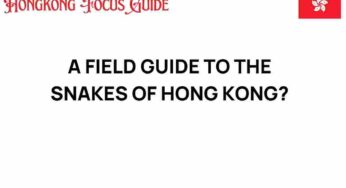 Discovering the Snakes of Hong Kong: A Field Guide to Nature’s Mysteries