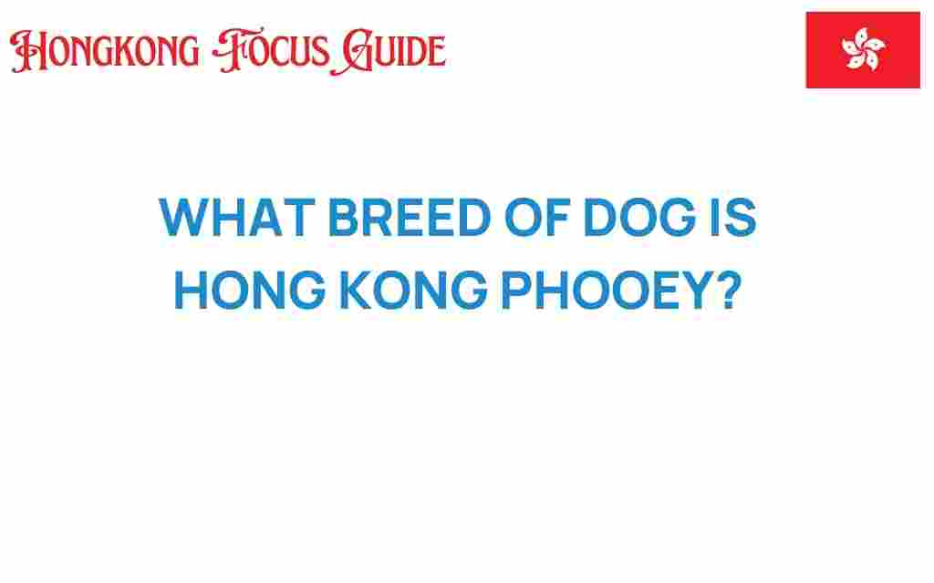 hong-kong-phooey-dog-breed